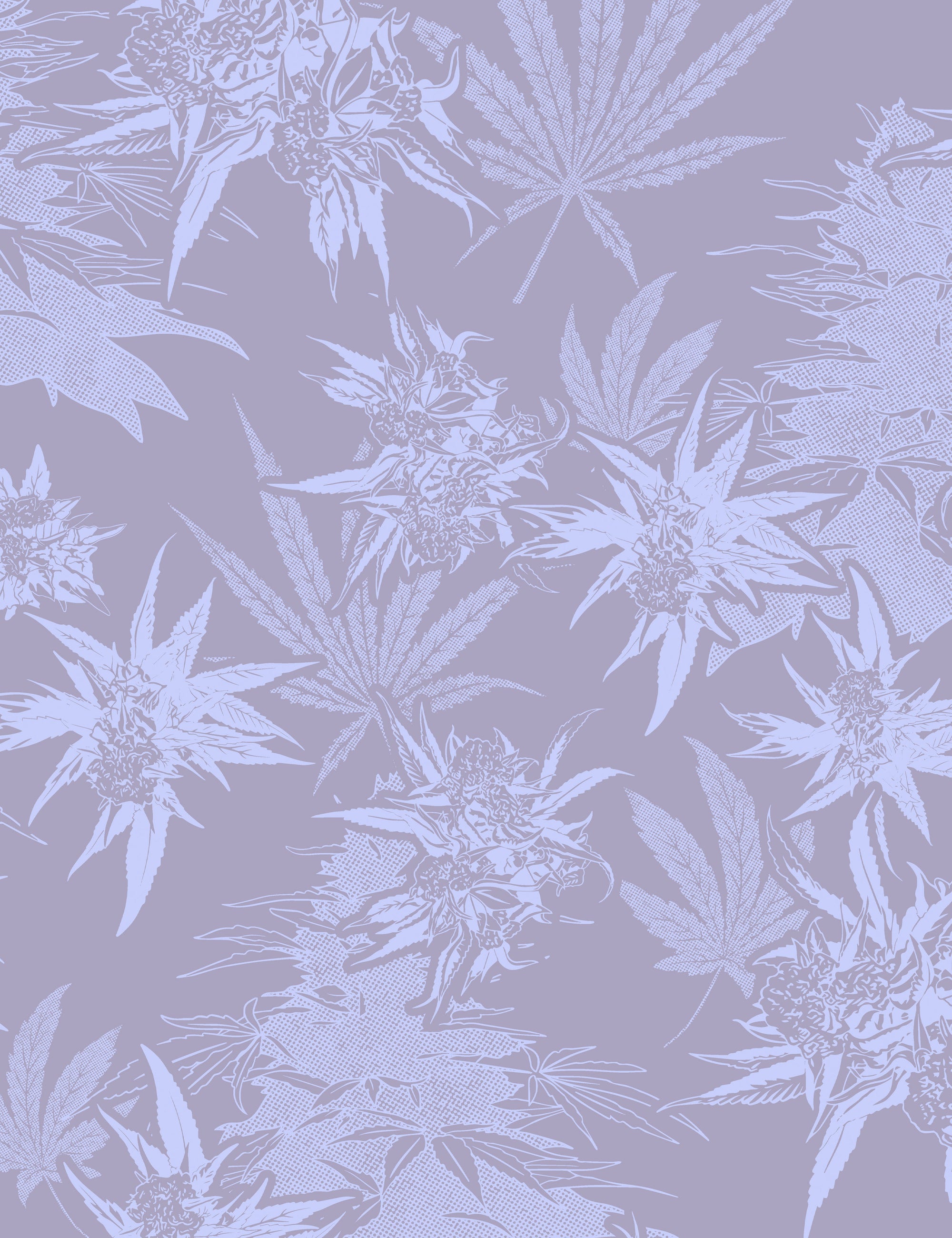 Buddy Haze