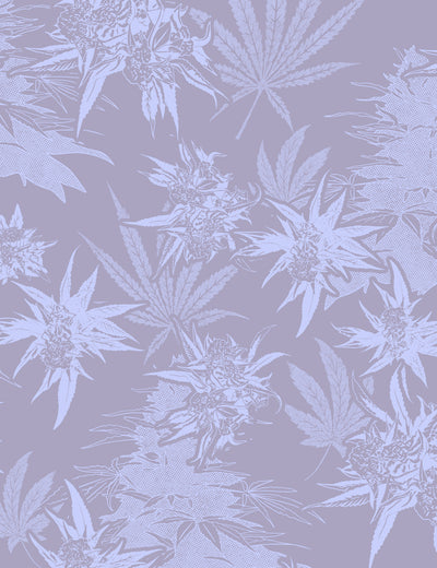 Buddy Haze