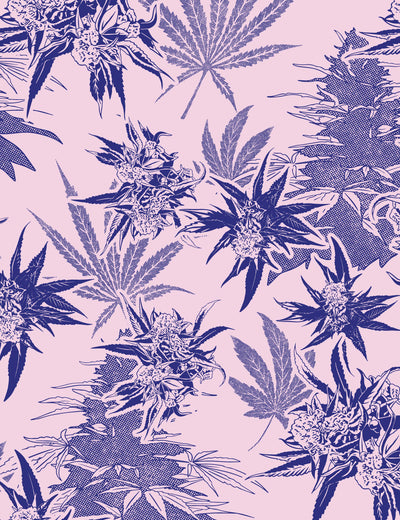 Buddy Kush