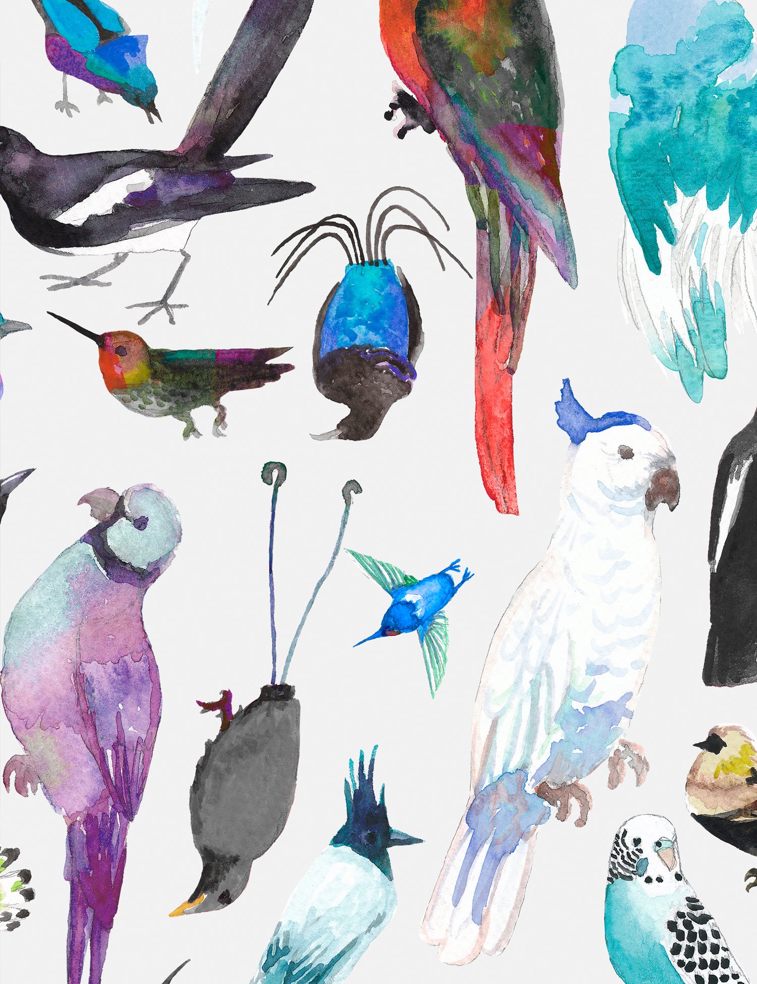 Paradise Birds Kala