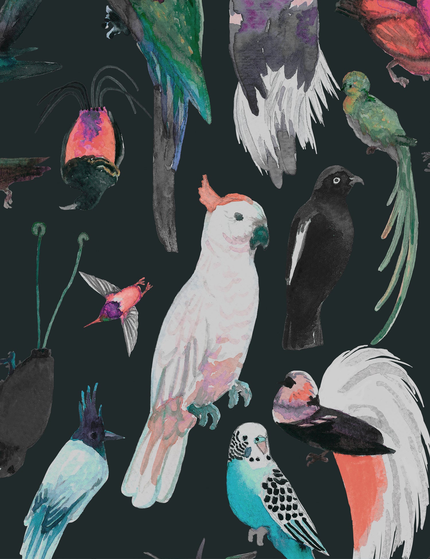Paradise Birds Liko