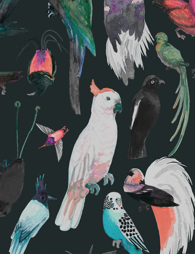 Paradise Birds Liko