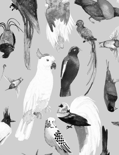 Paradise Birds Loe
