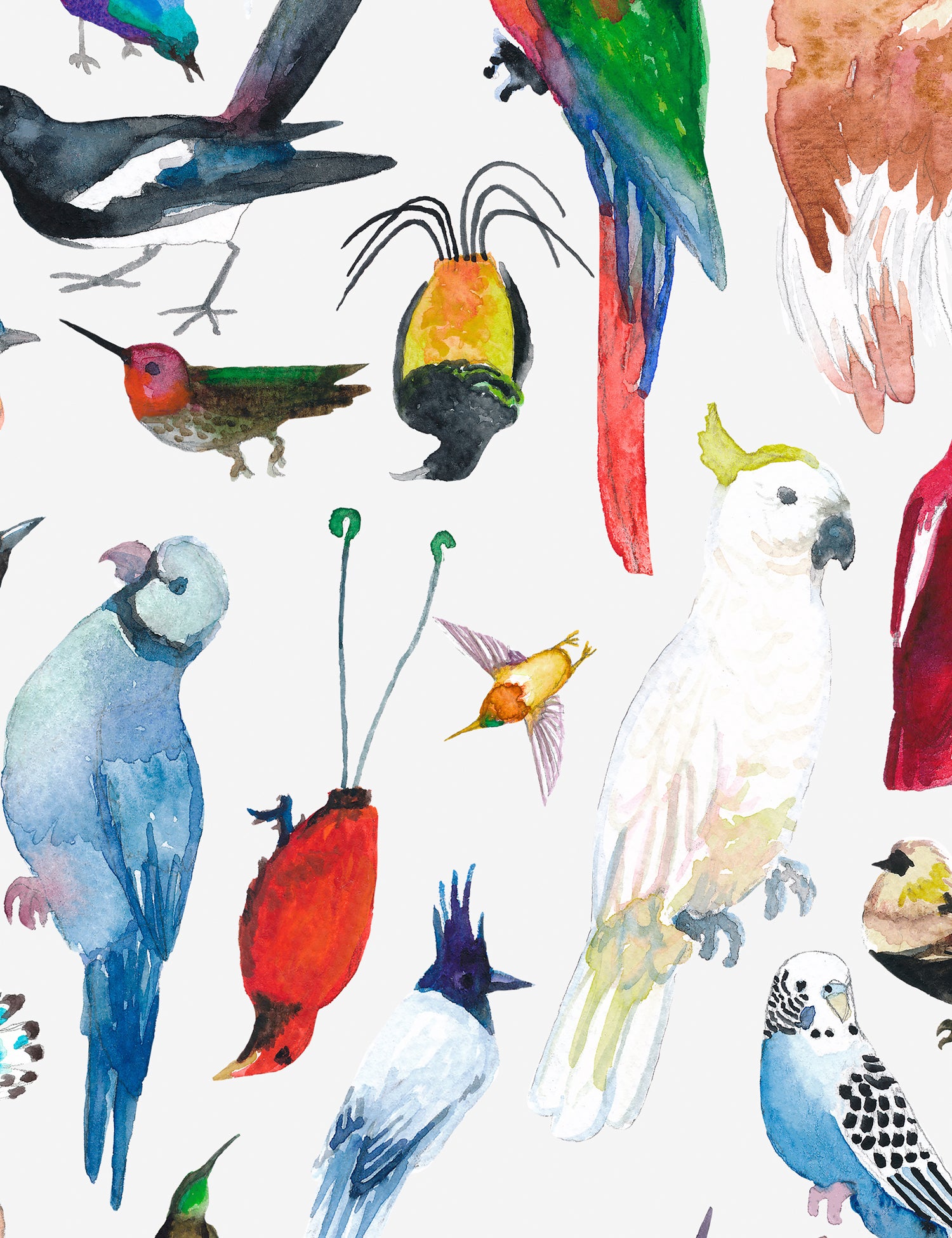 Paradise Birds Maui
