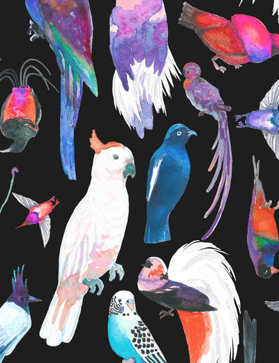 Paradise Birds Myna
