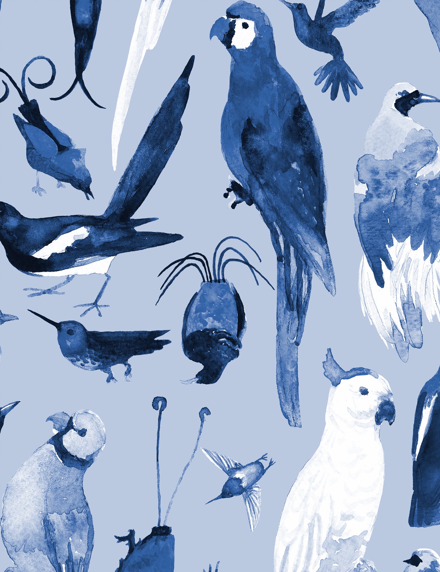 Paradise Birds Ola