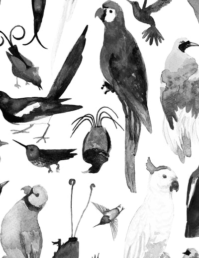 Paradise Birds Uli