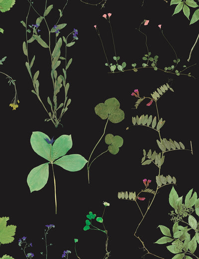 Herbario Botanical