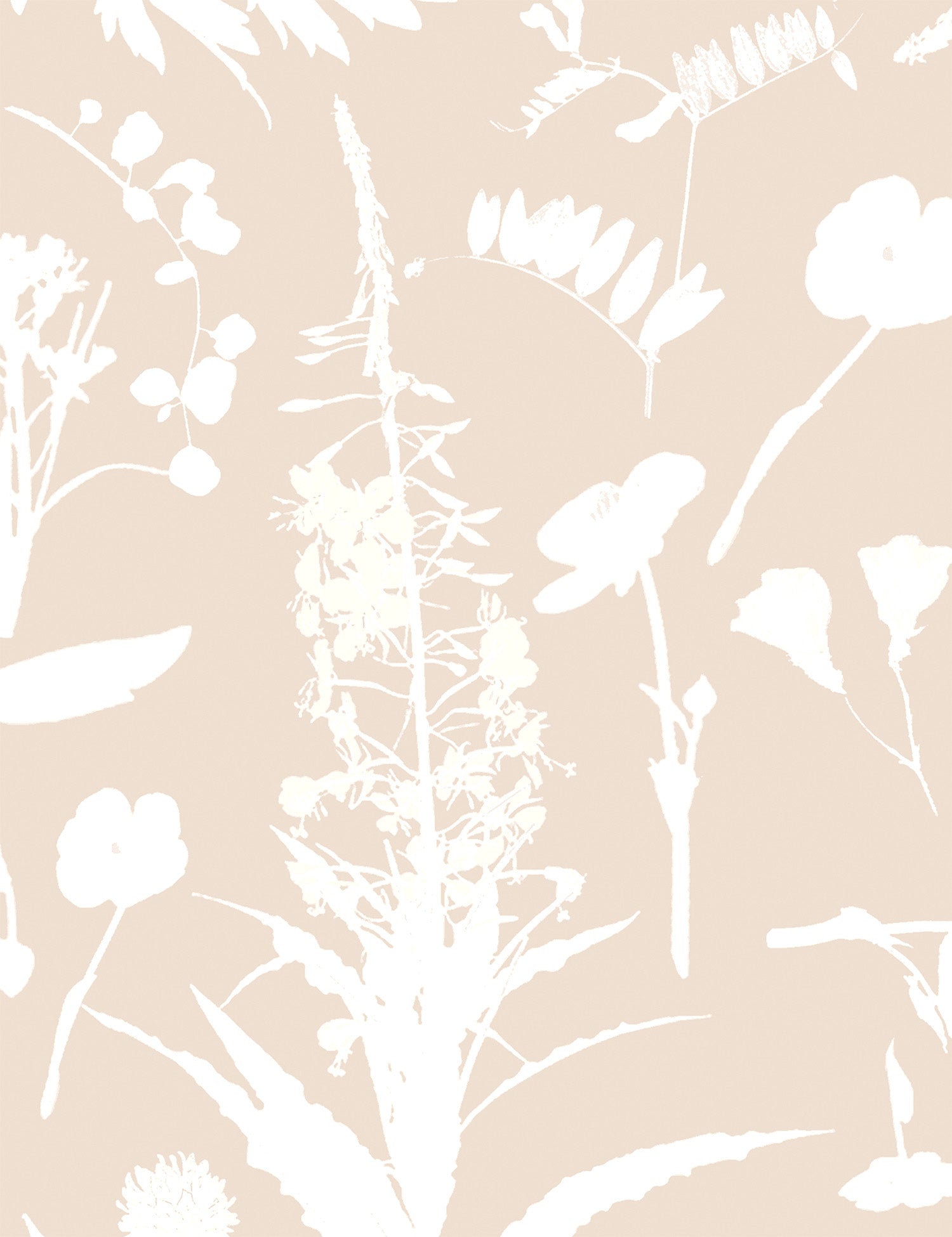 Bloom Orsola