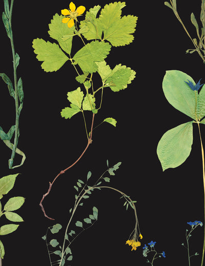 Flora Botanical