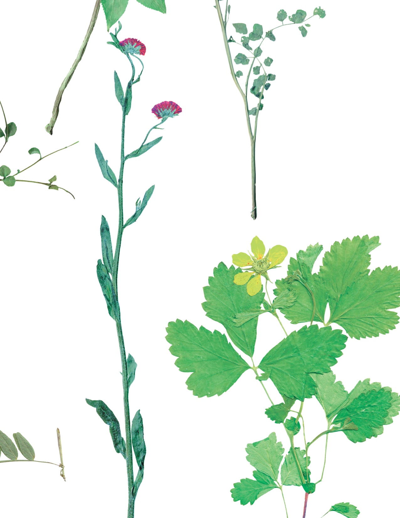 Flora Sprout