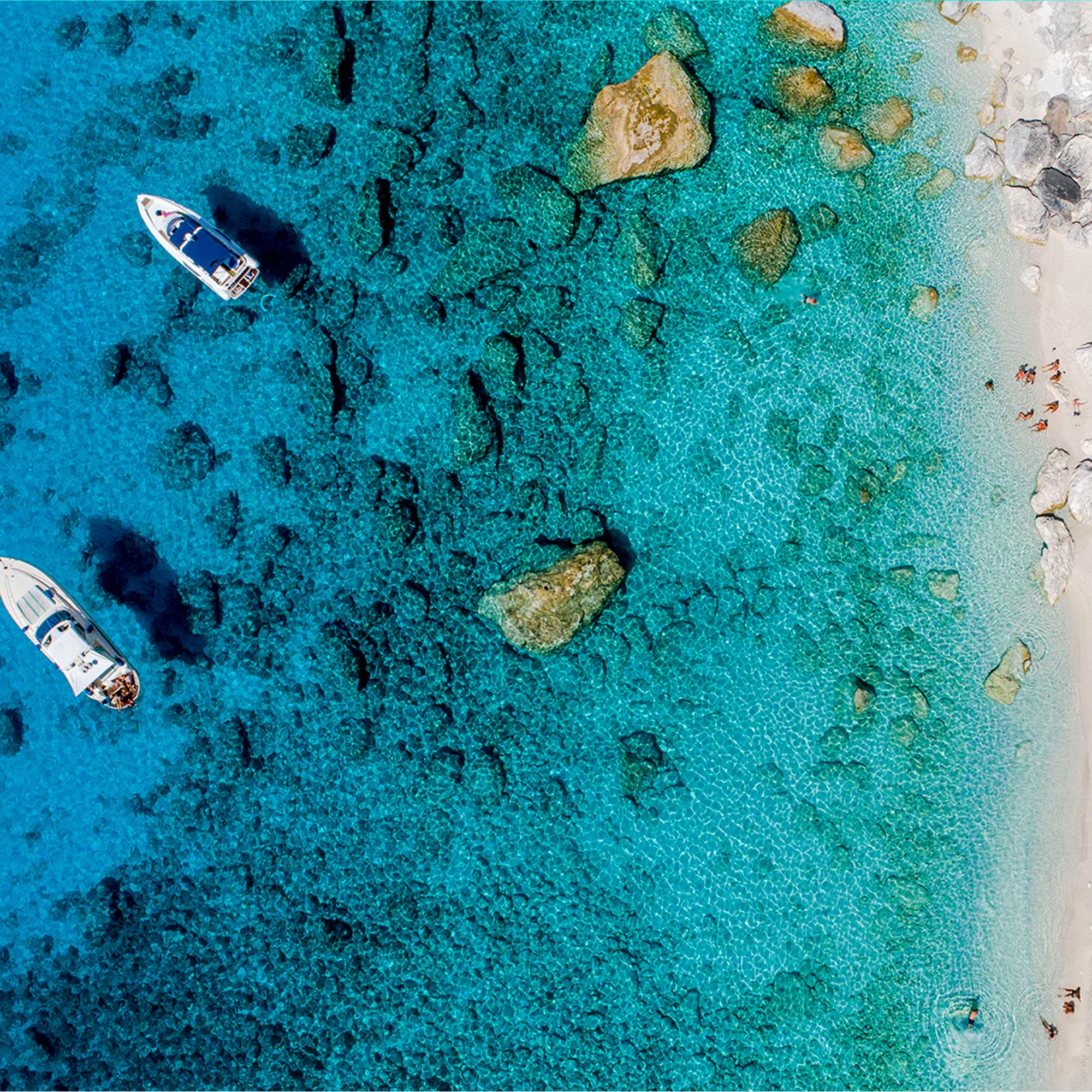 'In the Wild' by Dinesh Boaz