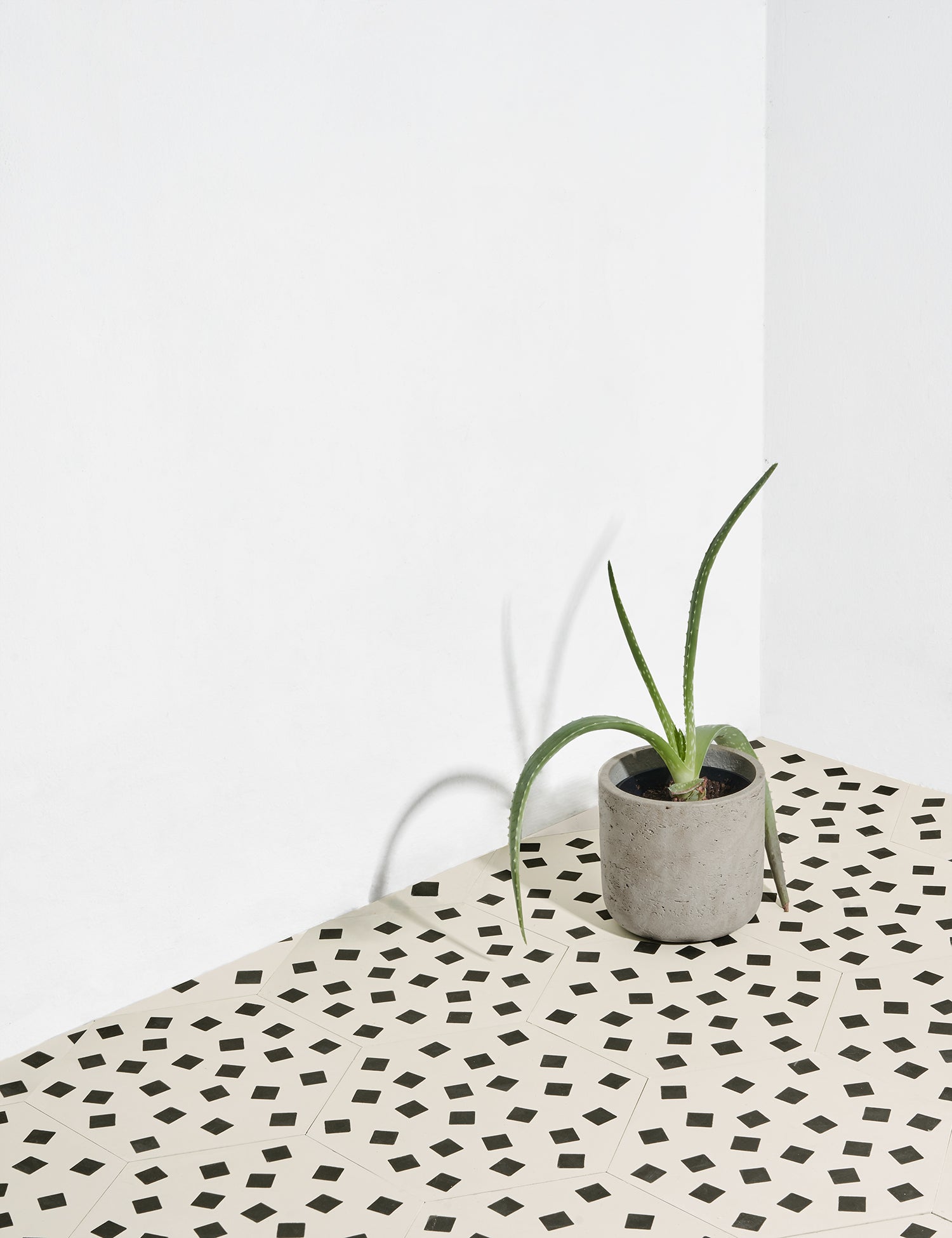 Fragments Ebony Bisque