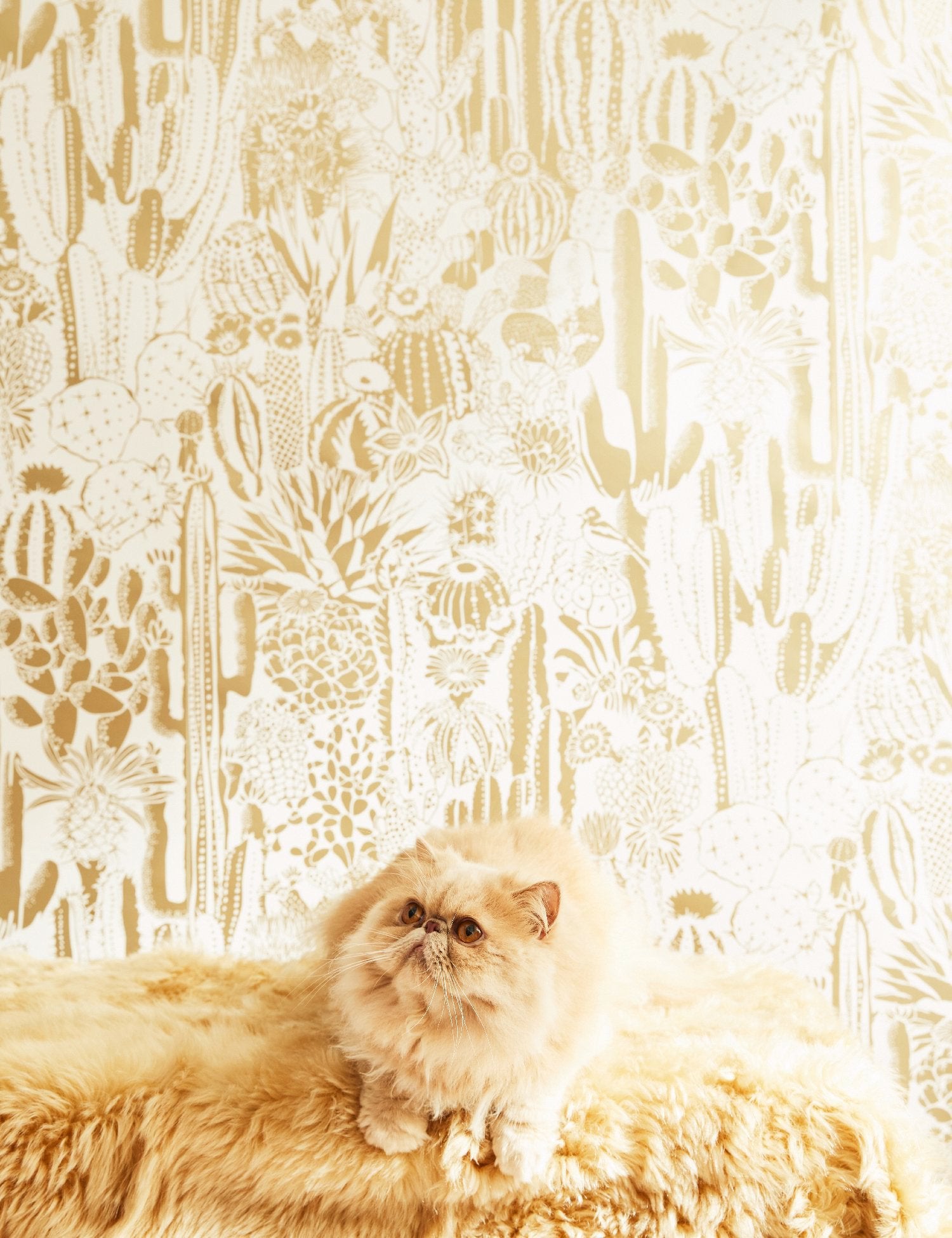 Cactus Spirit Sphinx