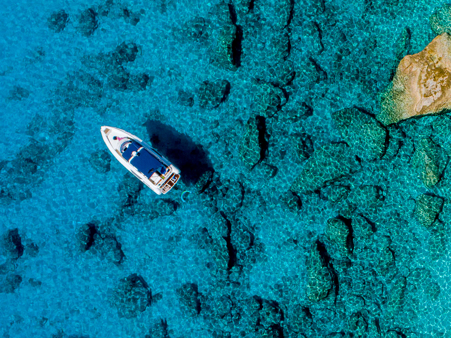 'In the Wild' by Dinesh Boaz