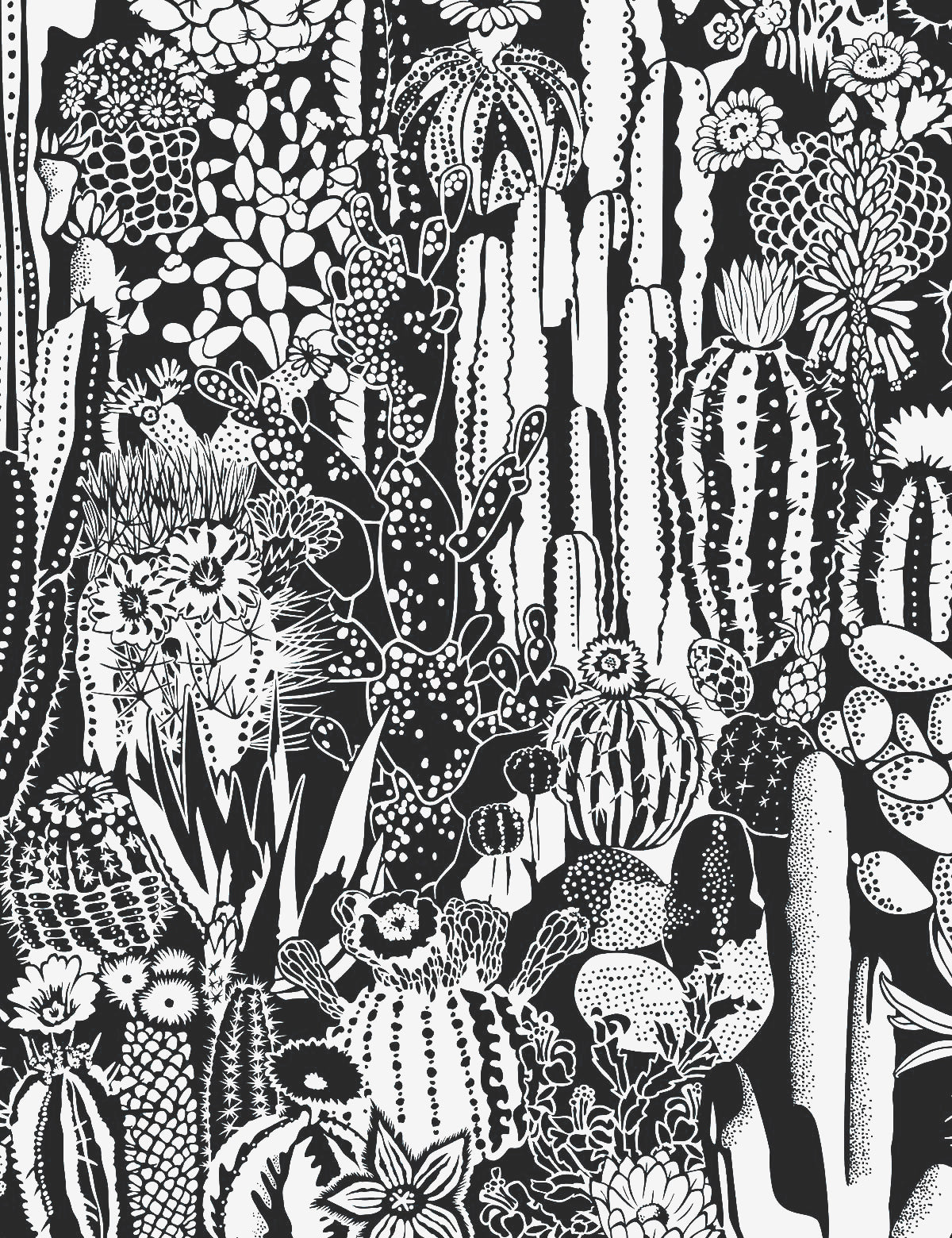 Cactus Spirit Contrast