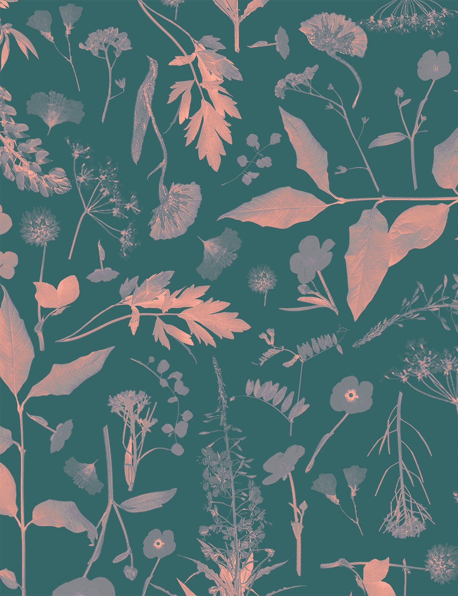 Roadside Flower Liisa