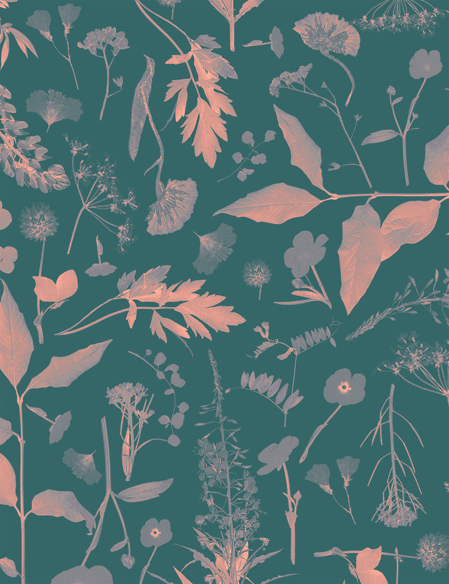 Roadside Flower Liisa