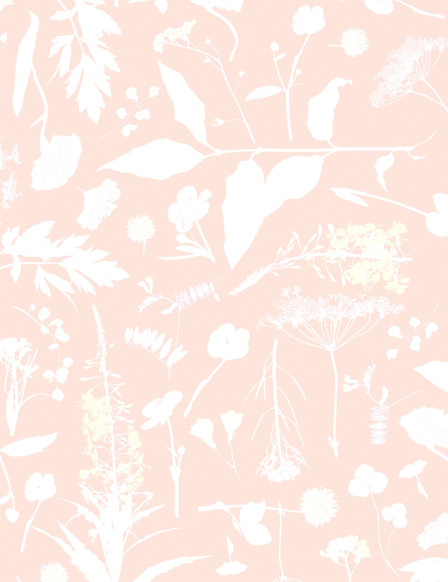 Roadside Flower Evena