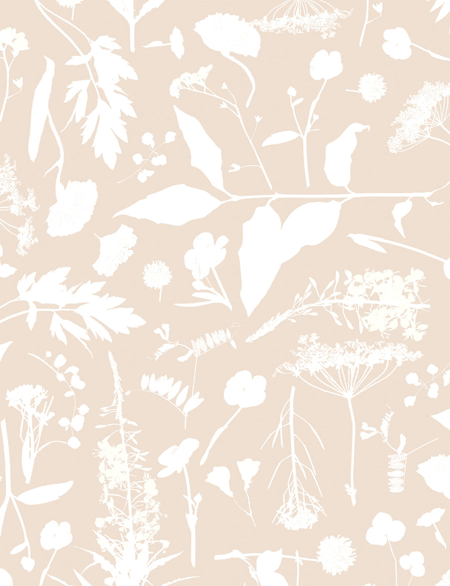 Roadside Flower Orsola