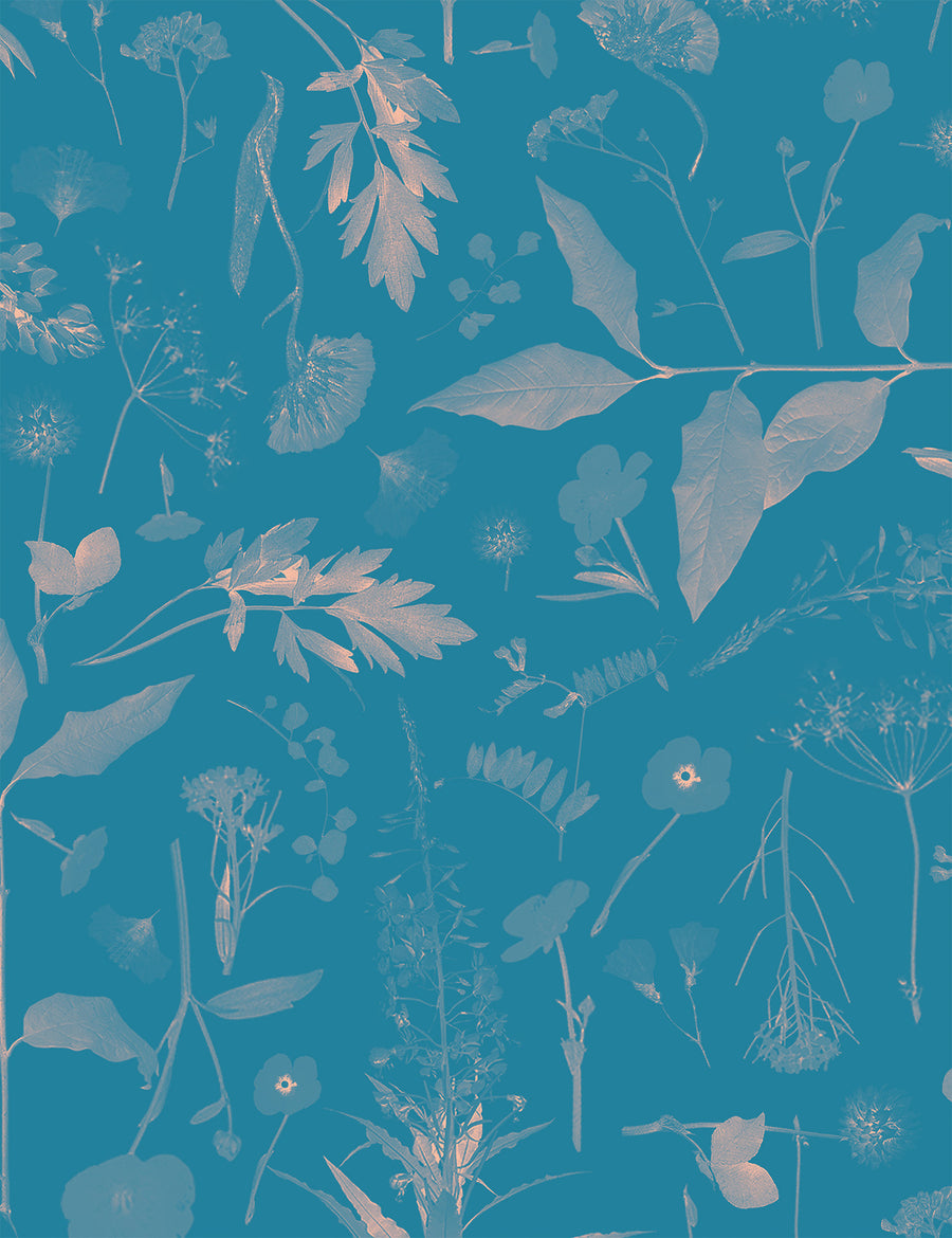 Roadside Flower Sade